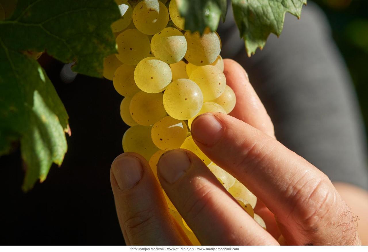 Wine Grower'S Mansion Zlati Gric Daire Slovenske Konjice Dış mekan fotoğraf